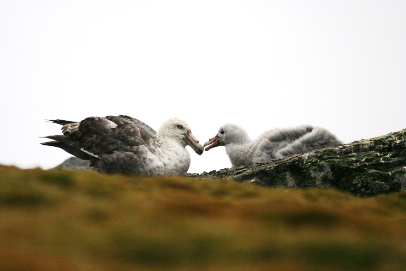 A southen giant petrel and its chick rest together on a mossy hill of rocks