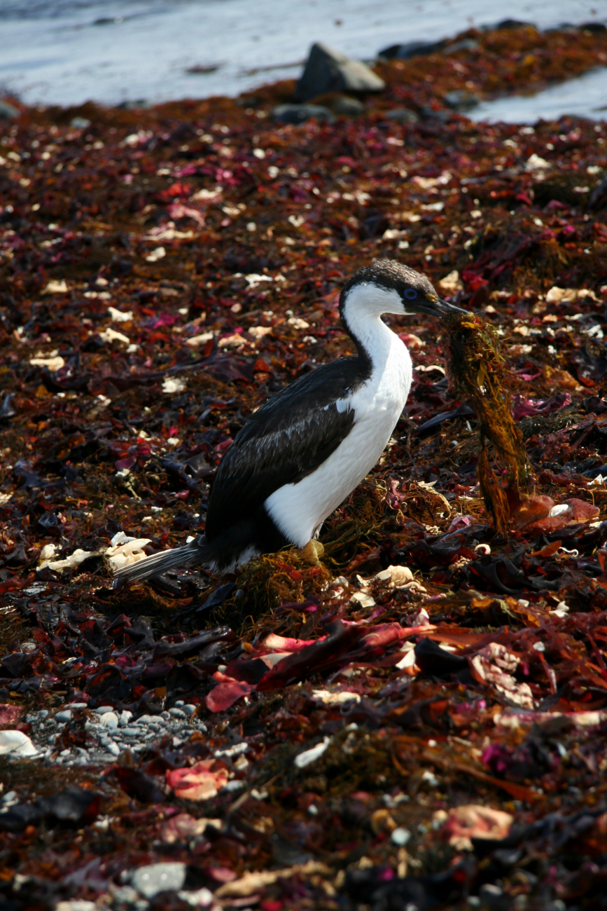 An Antarctic shag forages for nest-building materials in the algae-coveredintertidal rocks of Livingston Island