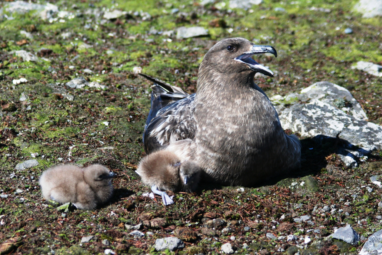 A brown skua watches over its two young chicks as they explore the areaaround their nest
