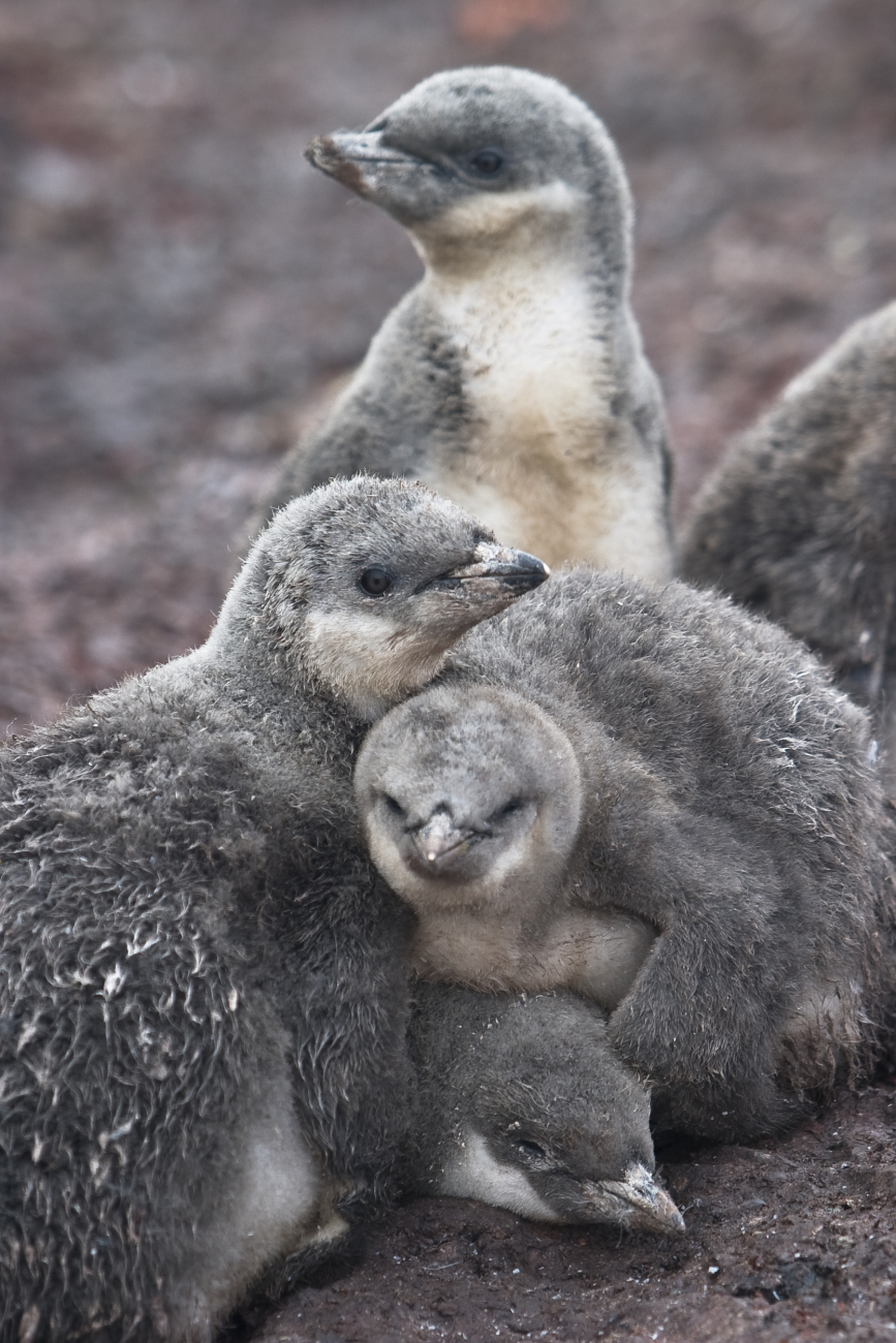 Chinstrap penguin chicks huddle for warmth