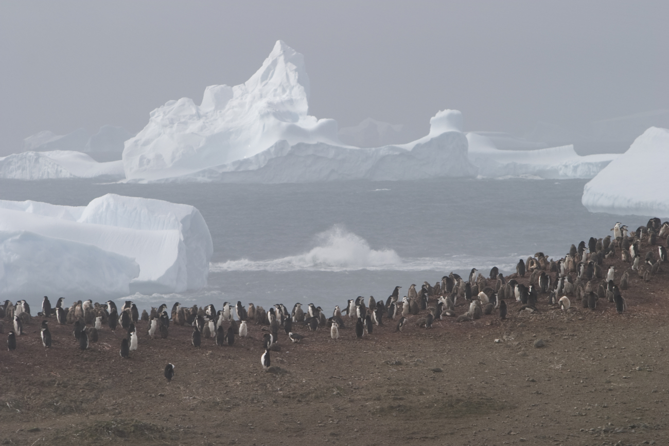 A chinstrap penguin colony with icebergs in the distance