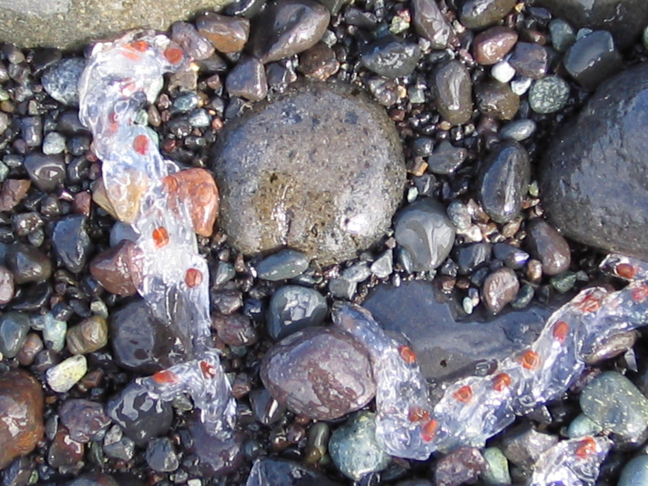 Pelagic tunicates called salps on a rocky beach, South Shetland Islands
