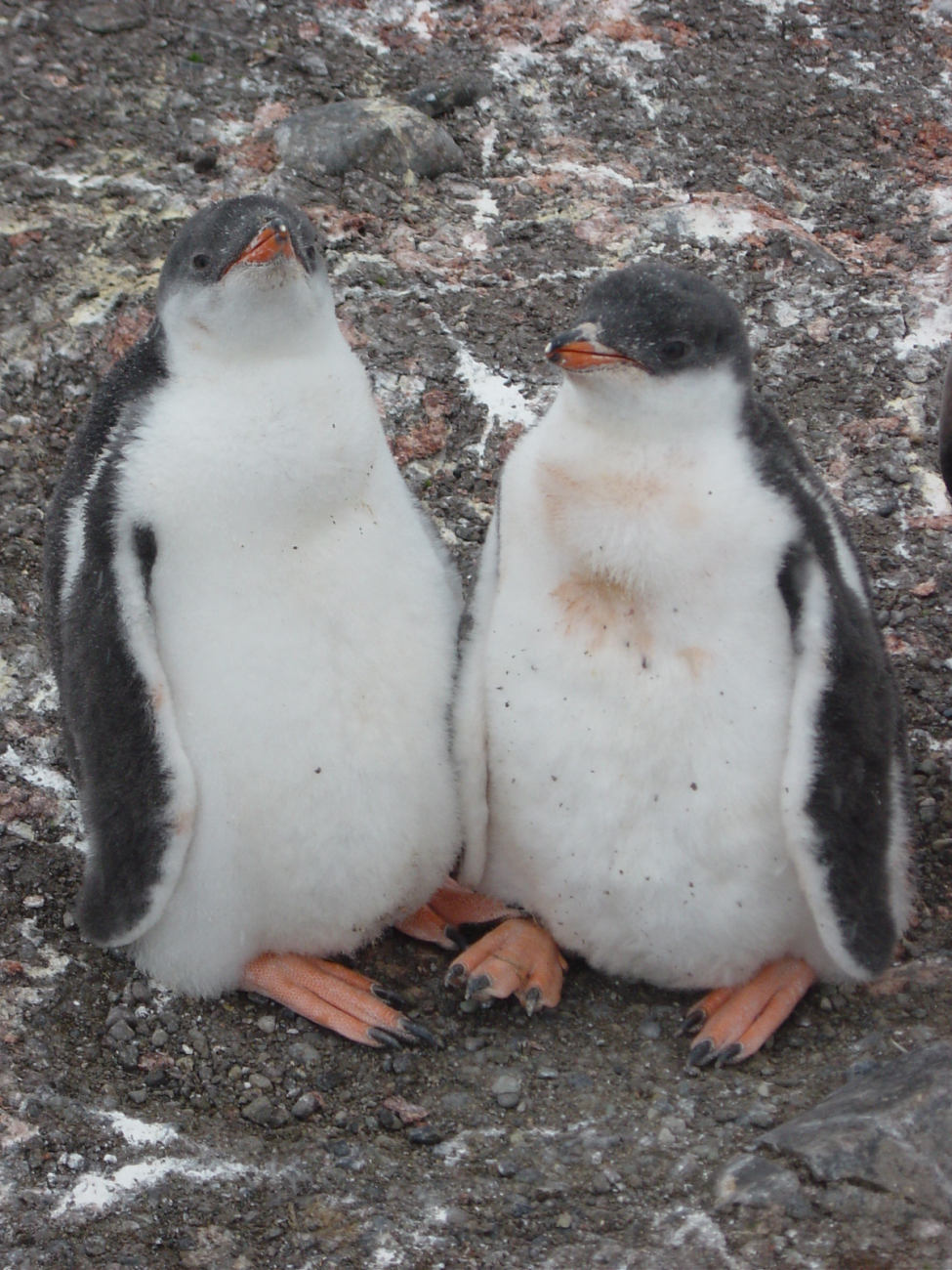 Gentoo penguin chicks, King George Island
