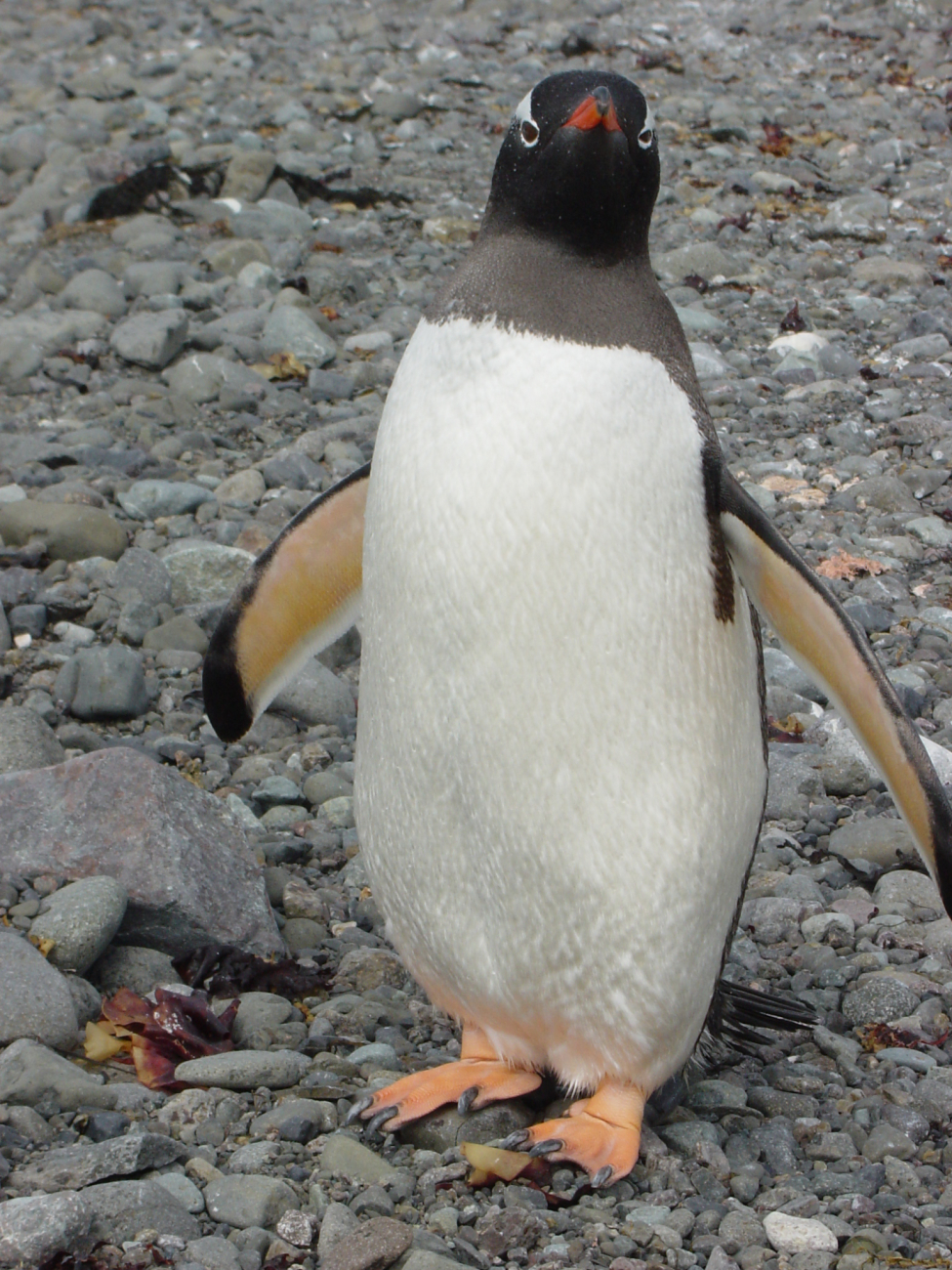 An adult gentoo penguin, King George Island