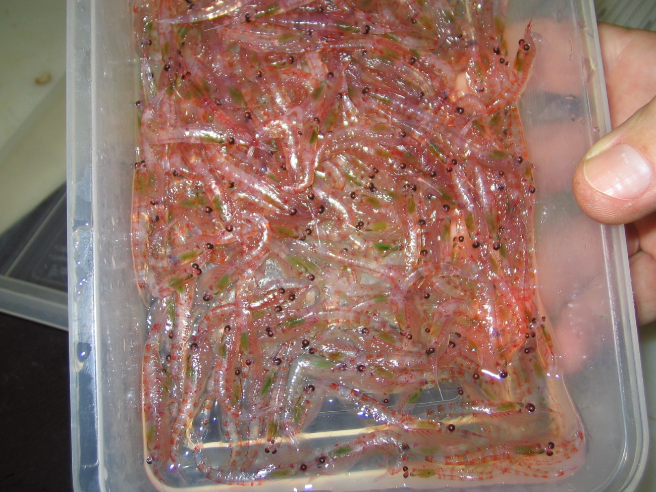 A sample of Antarctic krill, Euphausia superba