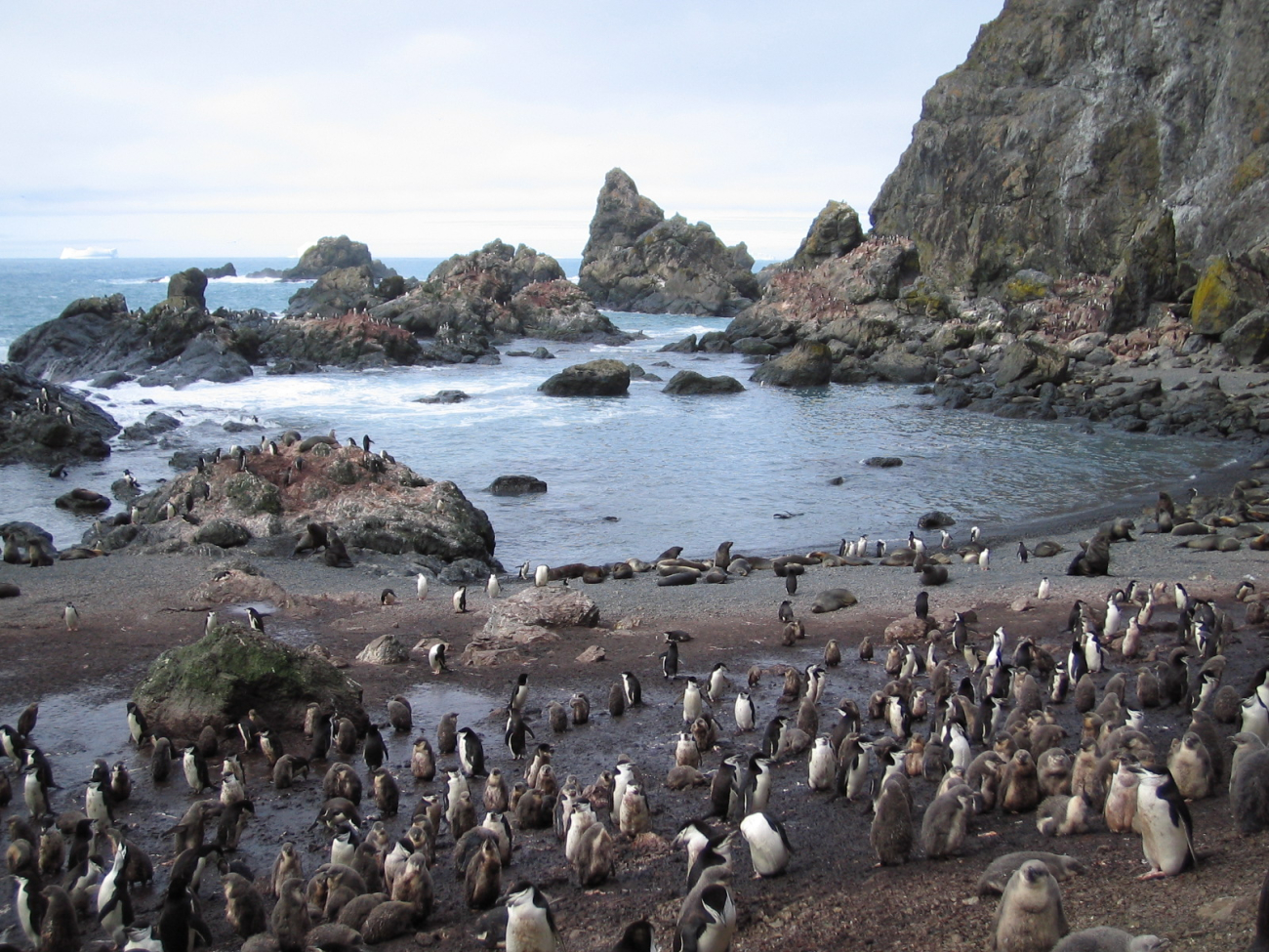 A chinstrap penguin colony at North Cove, Seal Island, with Antarctic furseals nearby