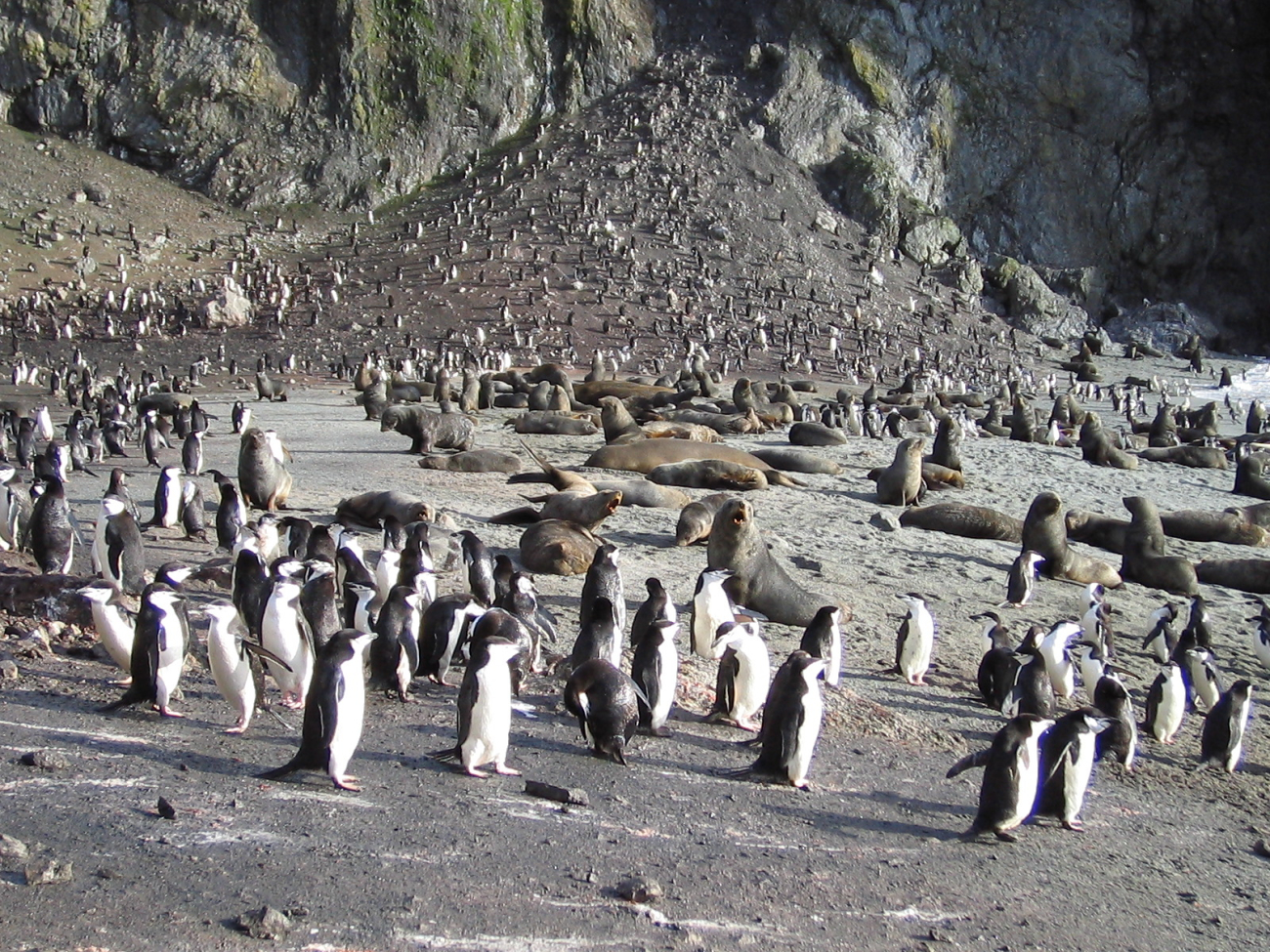 Antarctic fur seals and chinstrap penguins on Seal Island