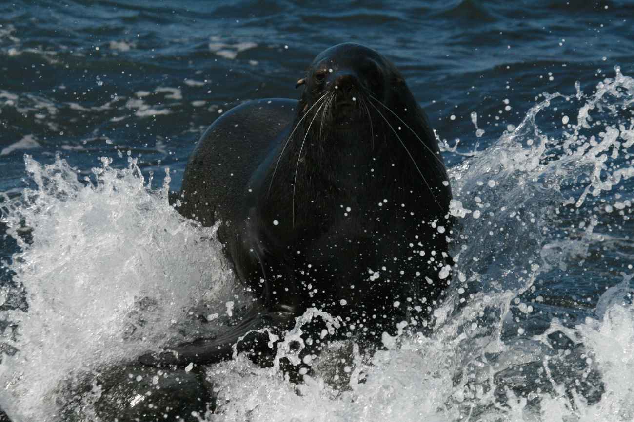 An Antarctic fur seal in the surf at Cape Shirreff, Livingston Island