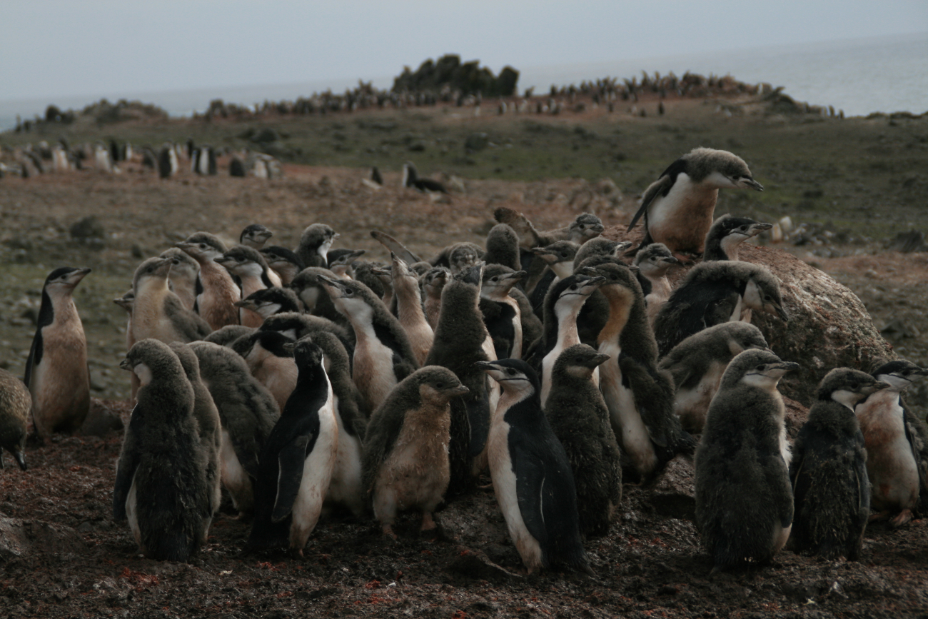 Huddled chinstrap penguins on the outskirts of a colony