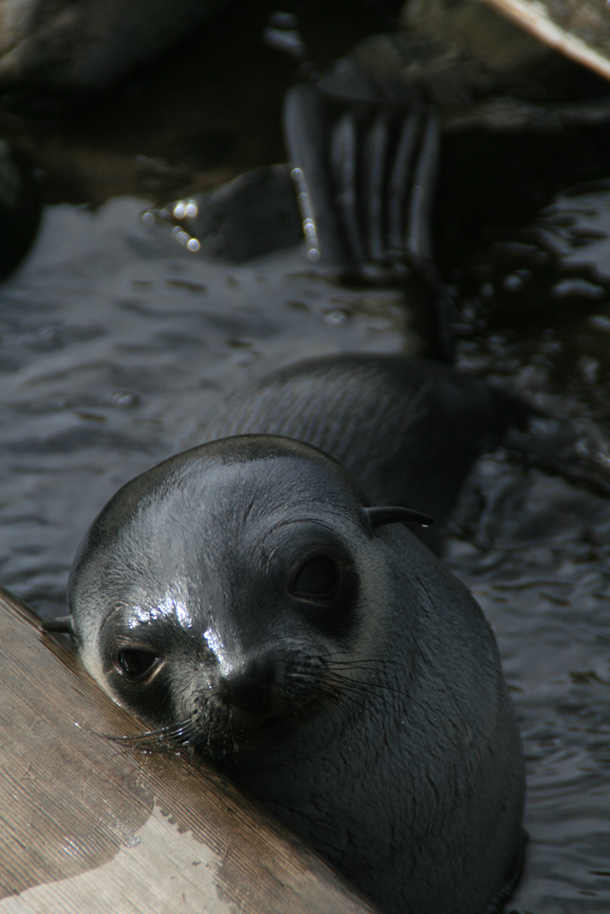 A juvenile Antarctic fur seal rubs against a piece of drift wood