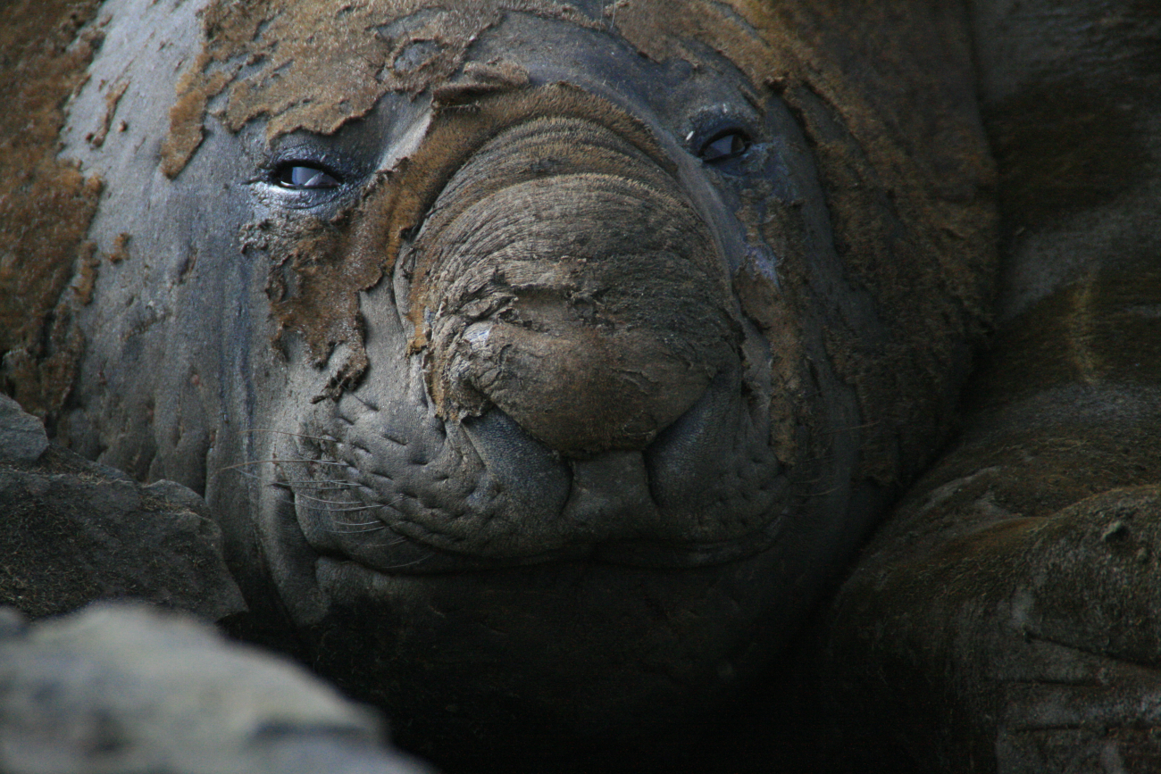 A female elephant seal molts in a wallow