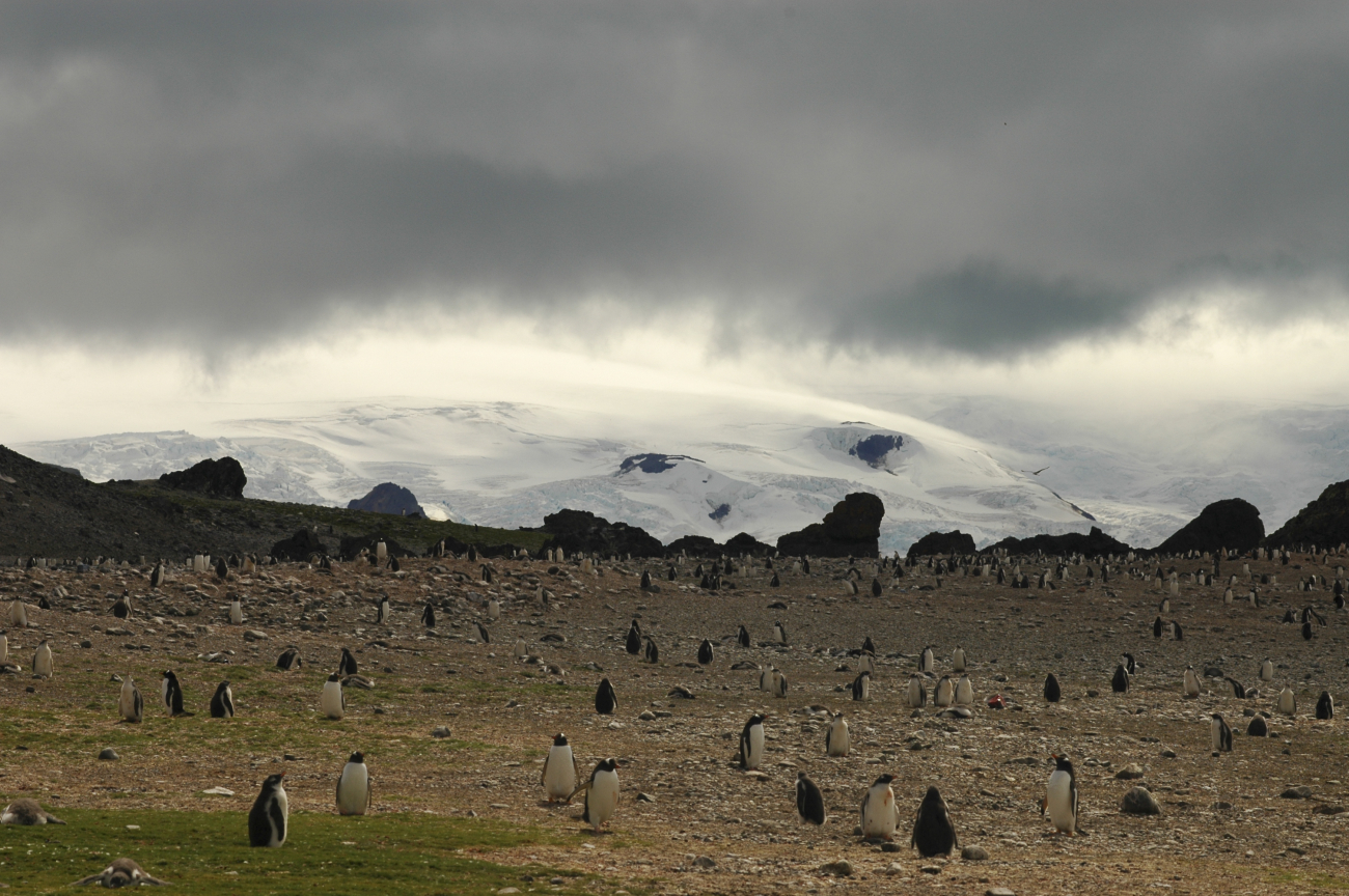 A colony of gentoo penguins on King George Island