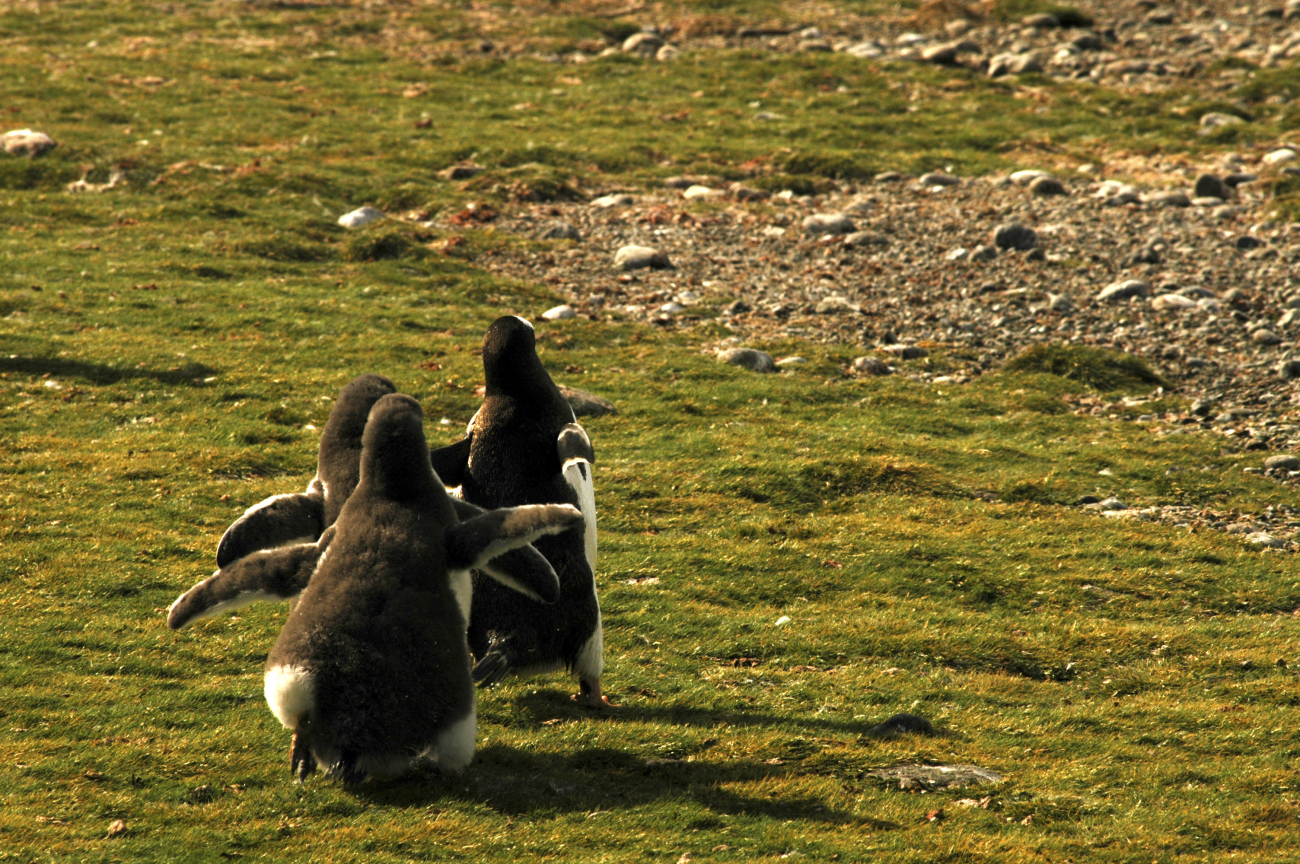 A Gentoo penguin being chased by chicks for food