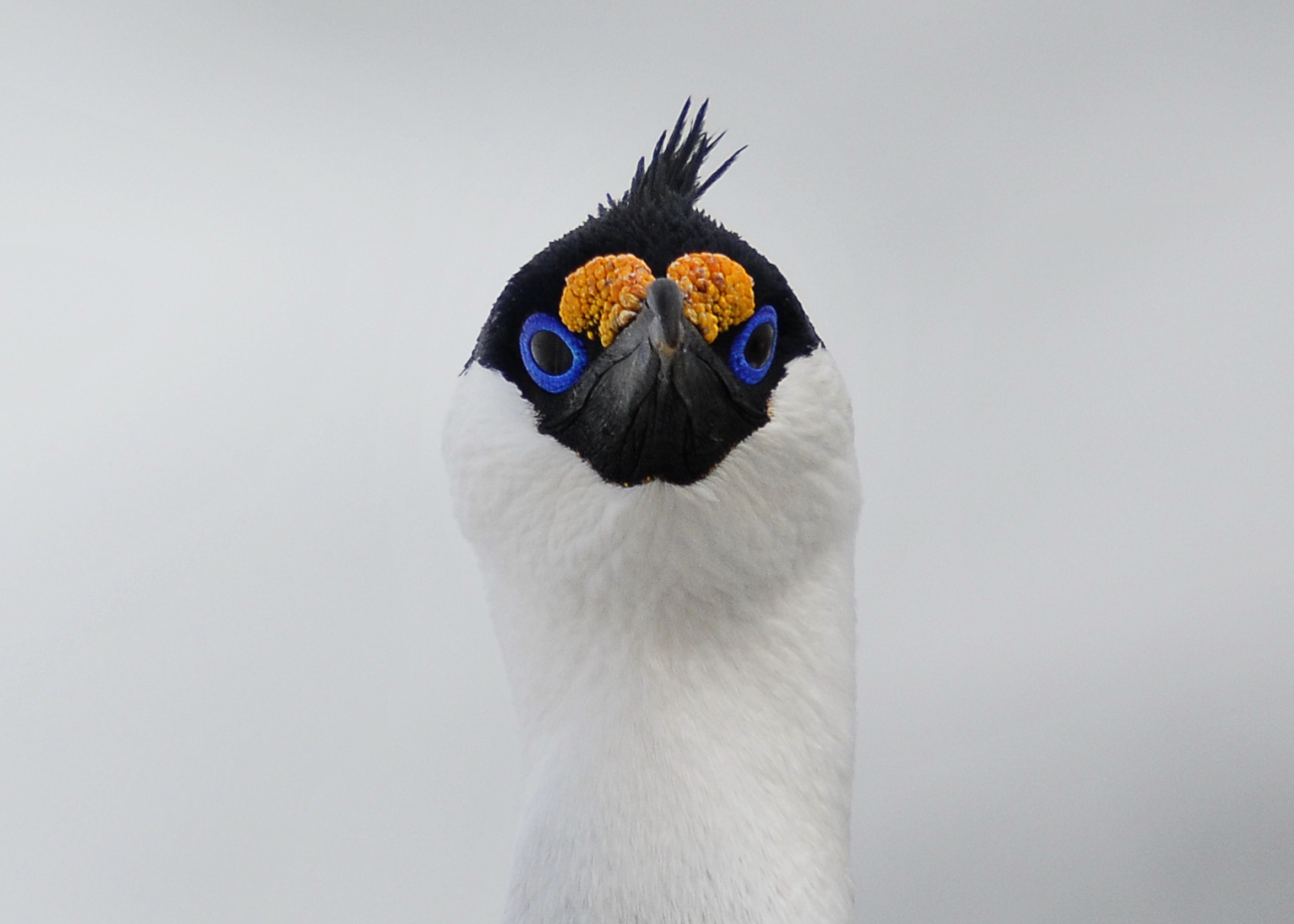 A close-up of this Antarctic shag highlights its characteristic blue and theyellow/orange growth above its beak that is brightest during the breedingseason, presumably to attract mates
