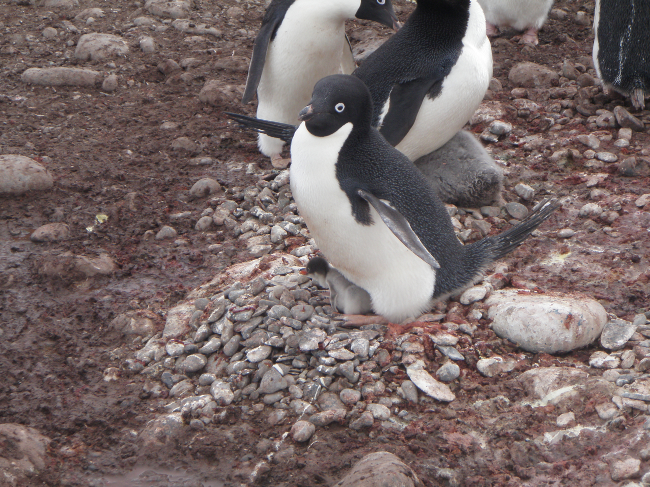 An Adelie penguin warms its chick