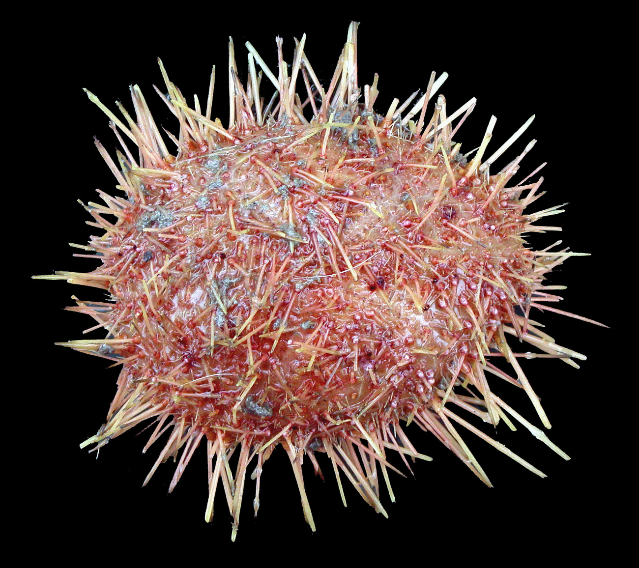 An Antarctic sea urchin, Brachysternaster chesheri