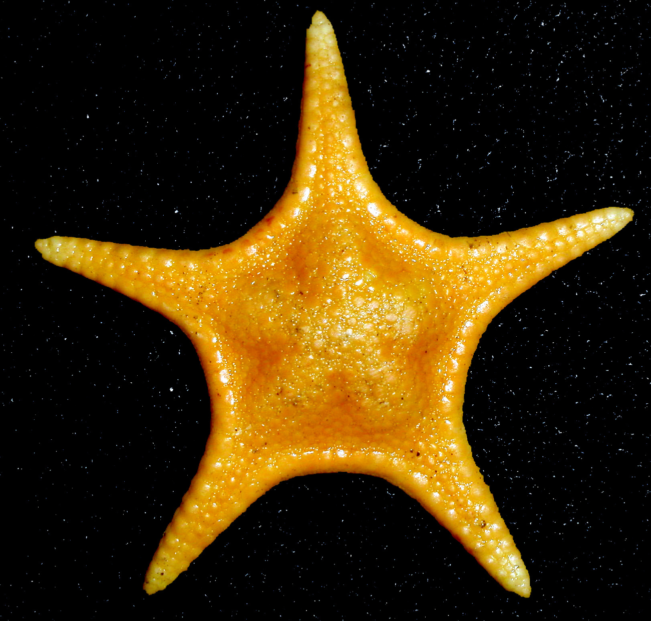 An Antarctic sea star, Pergamaster sp