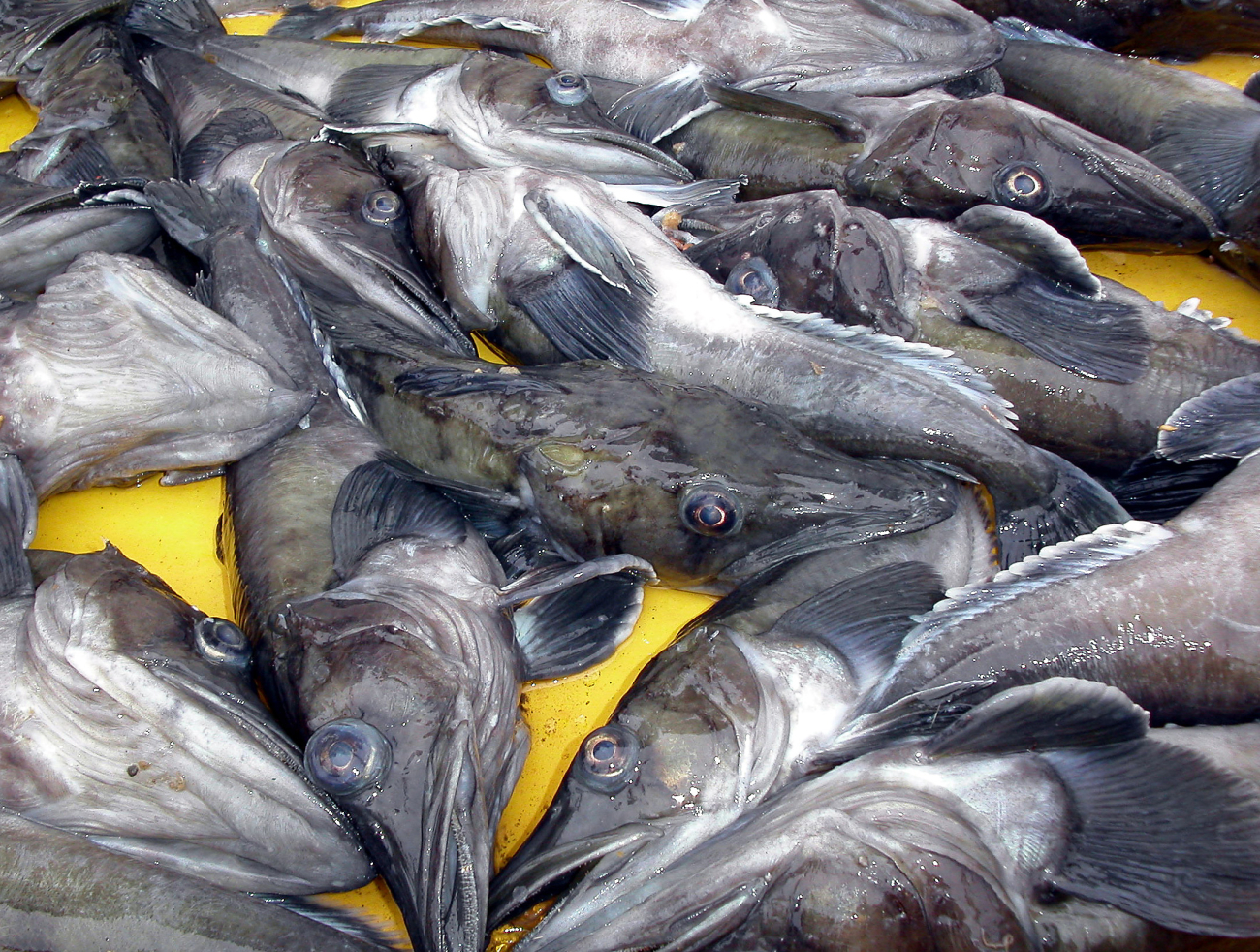 Antarctic ice fish on a sorting table
