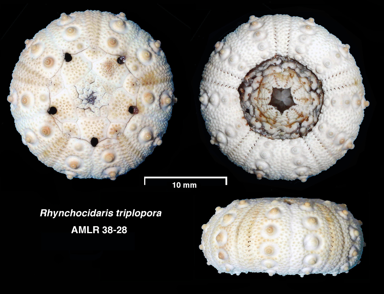 A composite photo of Antarctic sea urchins, Rhynchocidaris sp