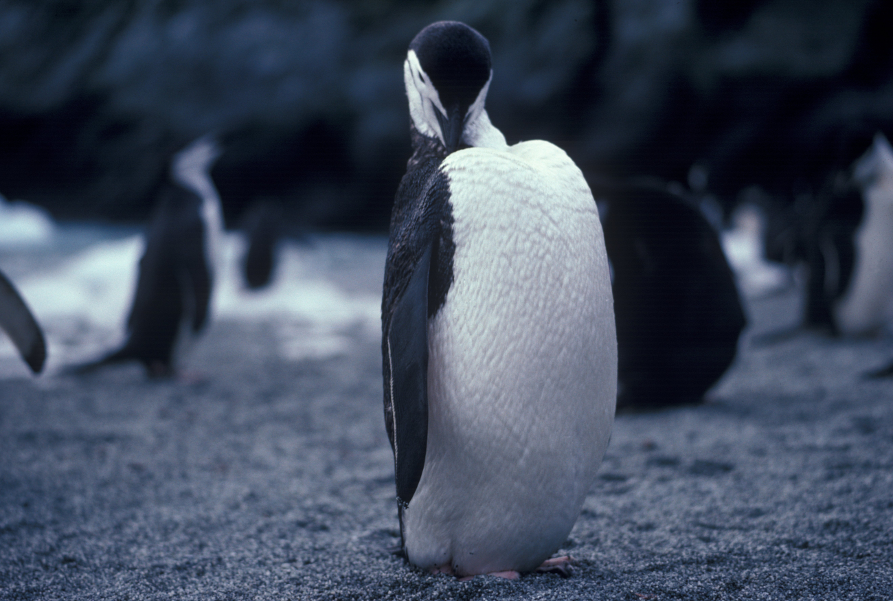 Preening chinstrap penguin