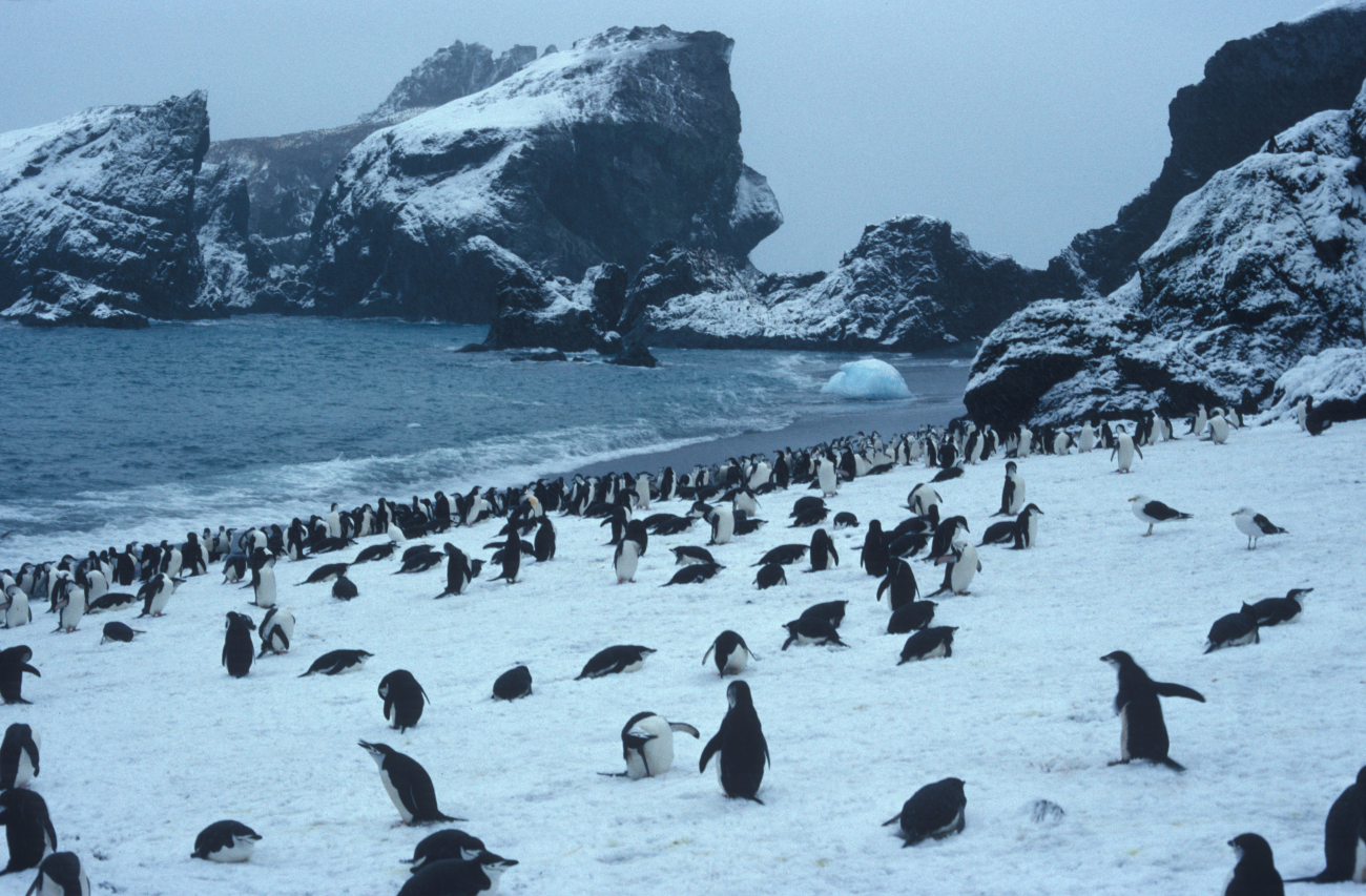 Chinstrap penguin colony, Seal Island, Antarctica