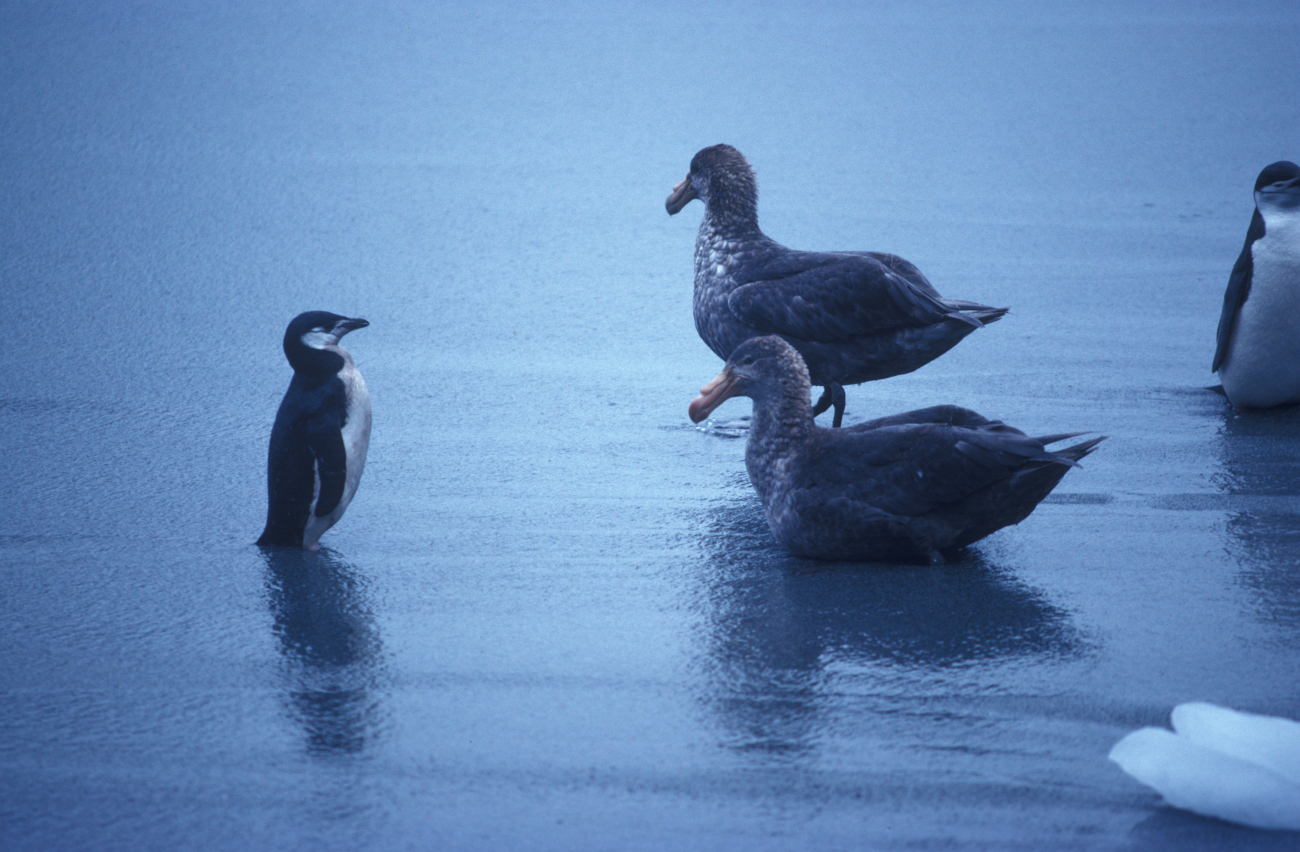 Chinstrap penguin and southern giant petrels