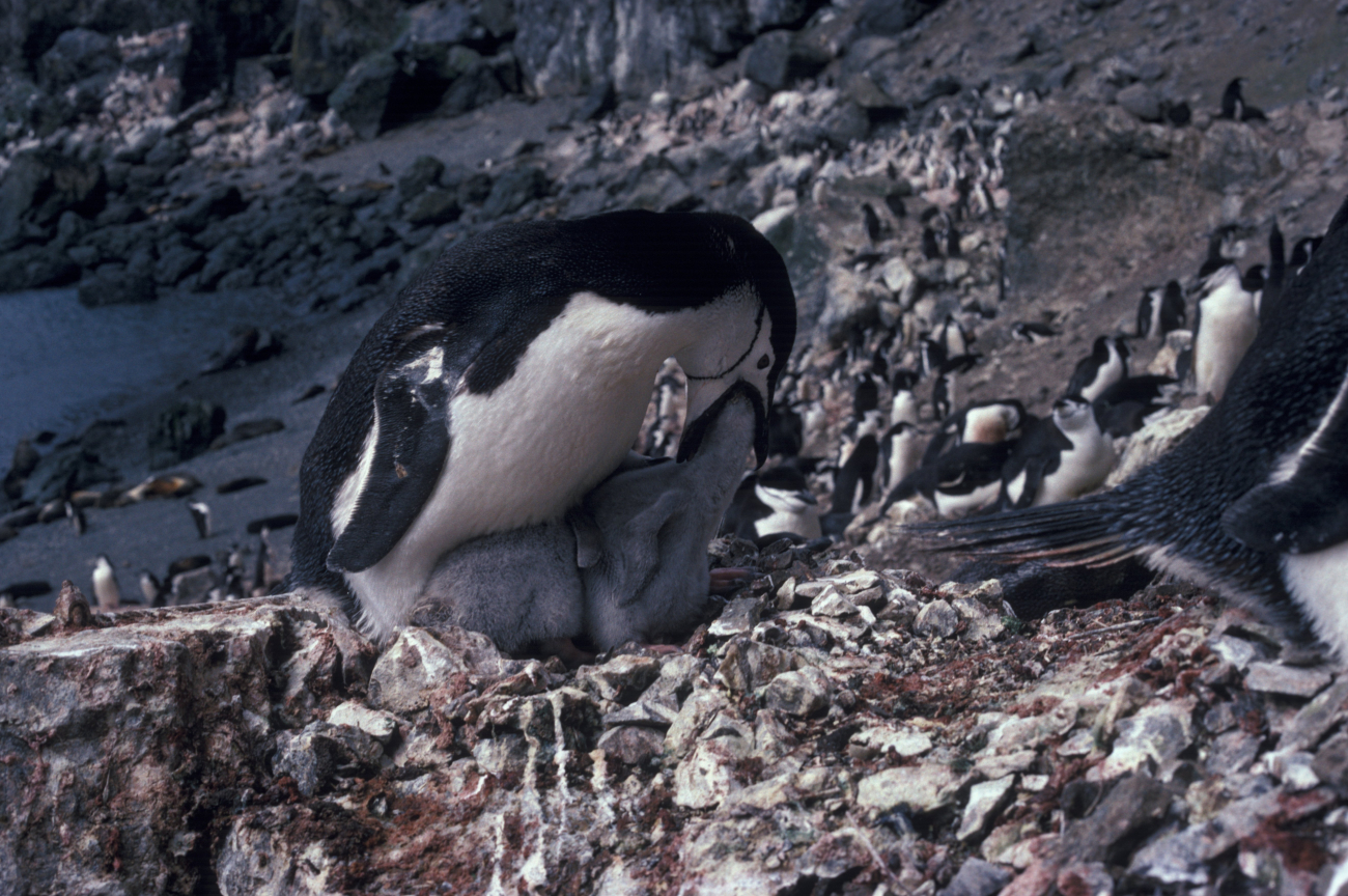An adult chinstrap penguin feeding its chick