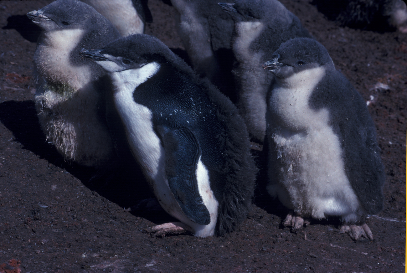 Molting chinstrap penguin chicks, Seal Island, Antarctica