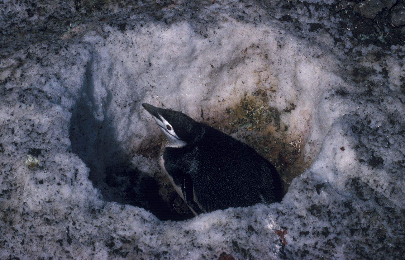 Chinstrap penguin nest in the snow