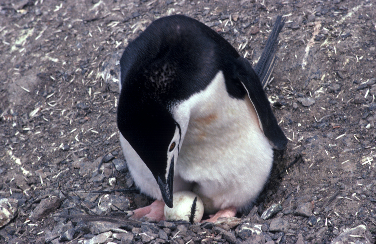 Chinstrap penguin with egg