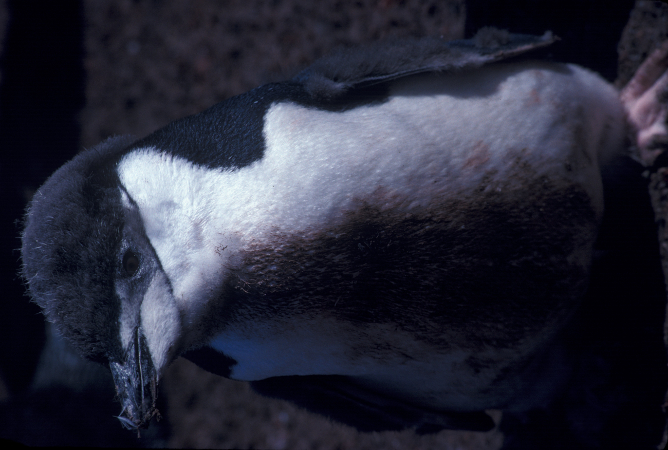 Molting chinstrap penguin chick, Seal Island, Antarctica