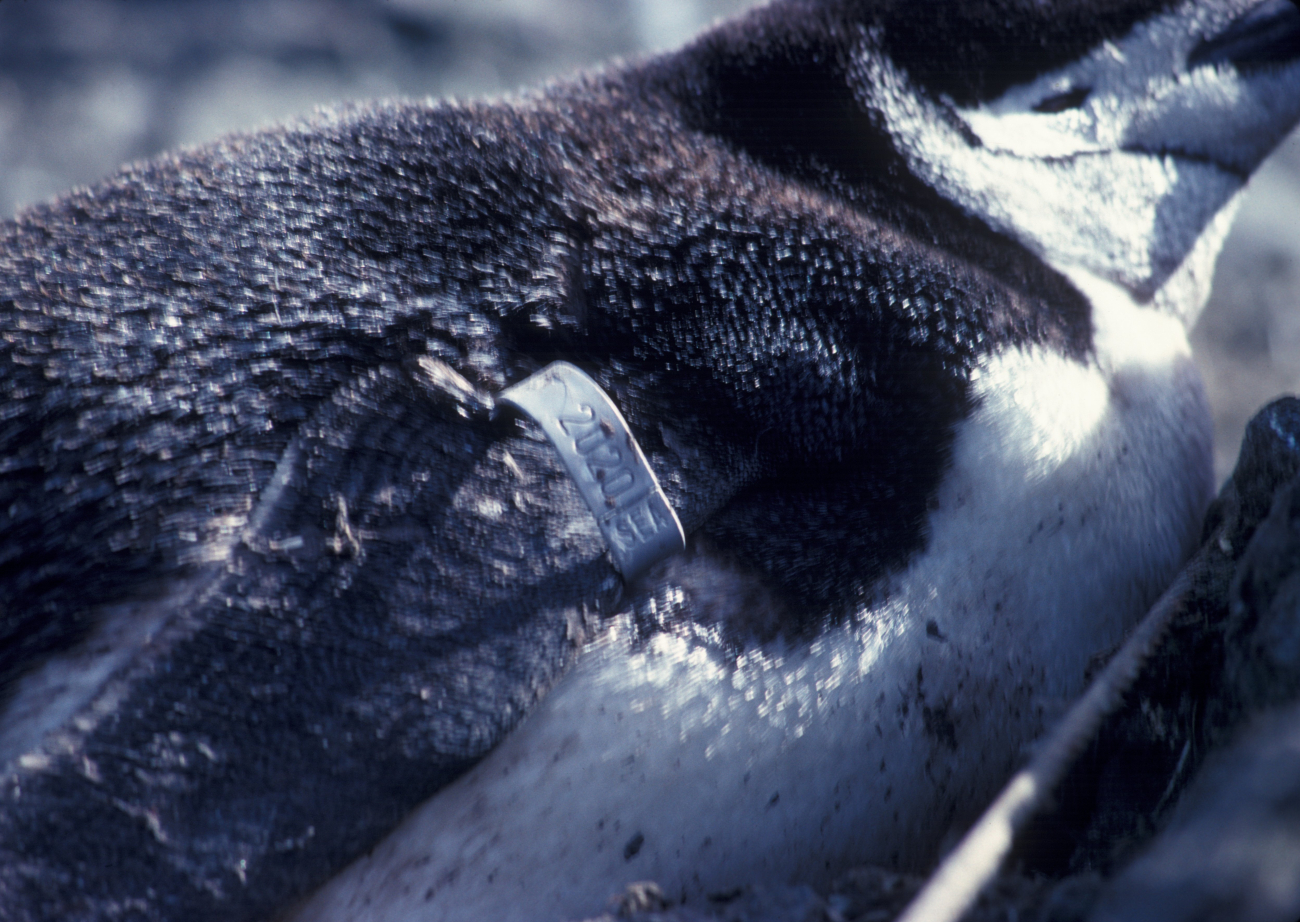 A chinstrap penguin with a flipper tag 