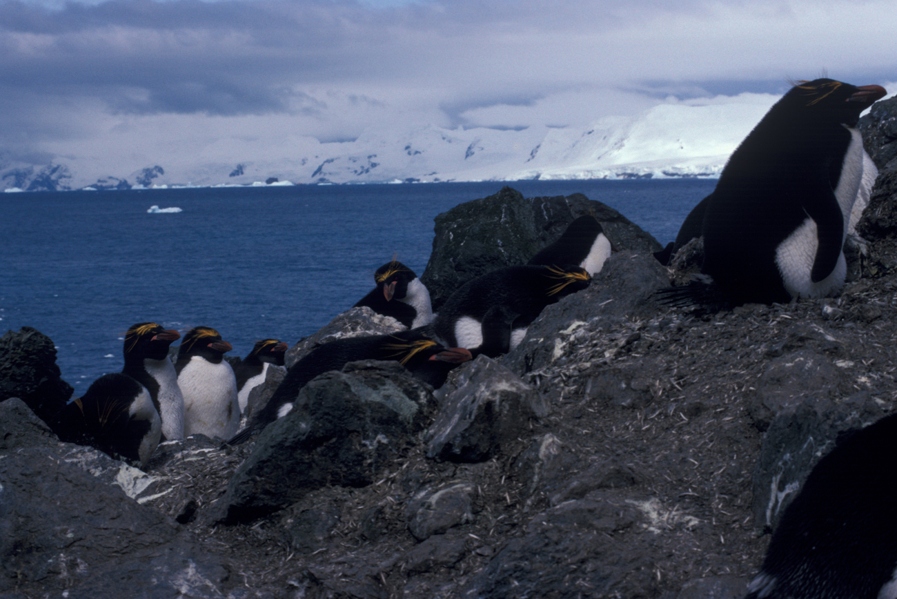 Macaroni penguins at Seal Island, Antarctica