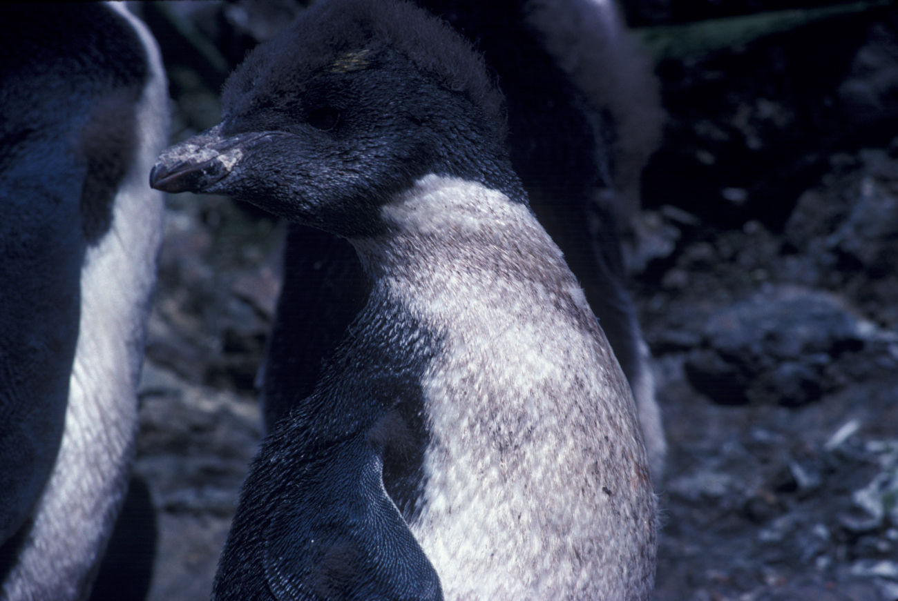 Macaroni penguin chick at Seal Island, Antarctica