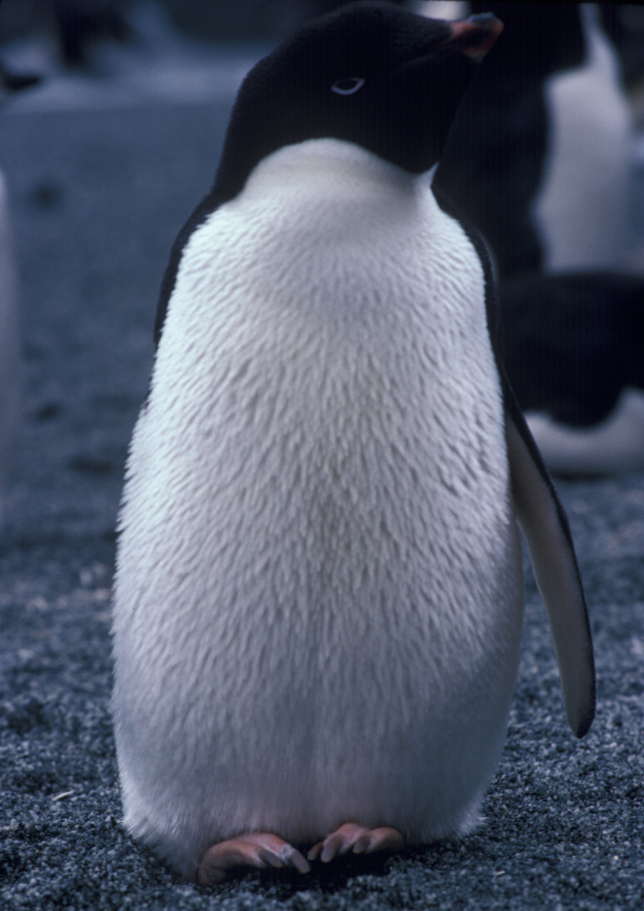 Adelie penguin, Seal Island, Antarctica