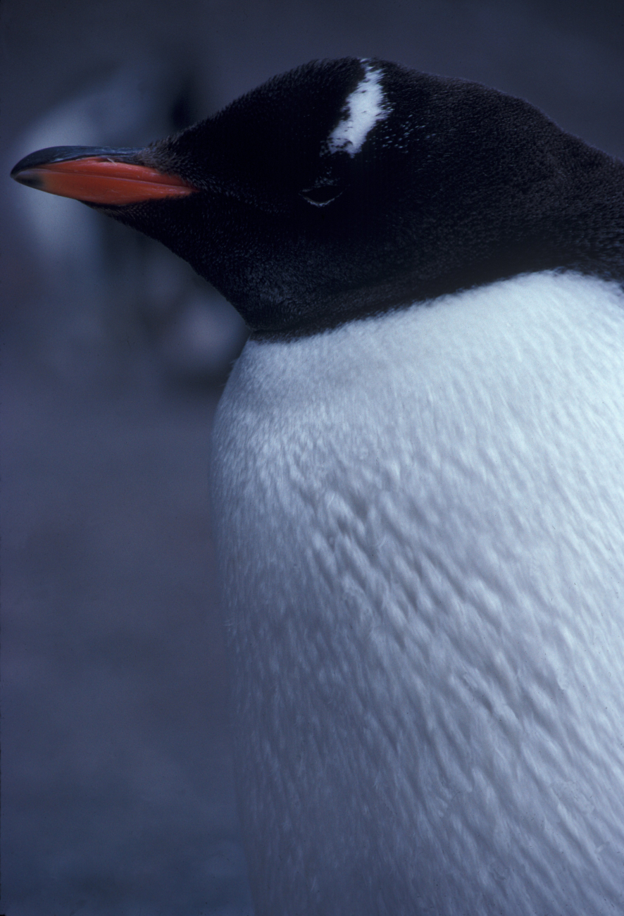 Gentoo penguin, Seal Island, Antarctica