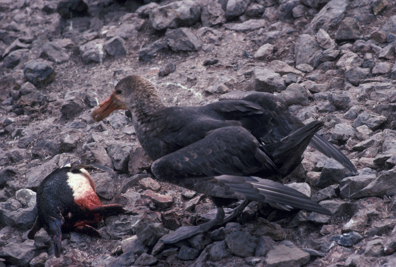 Southern giant petrel feeding on a penguin carcass