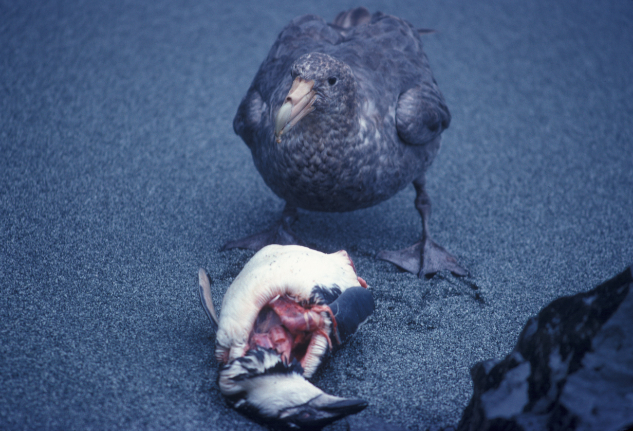 Southern giant petrel feeding on a penguin carcass