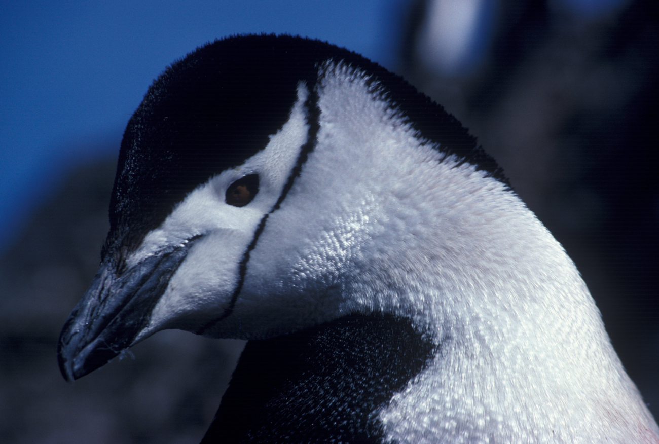 Chinstrap penguin, Seal Island, Antarctica