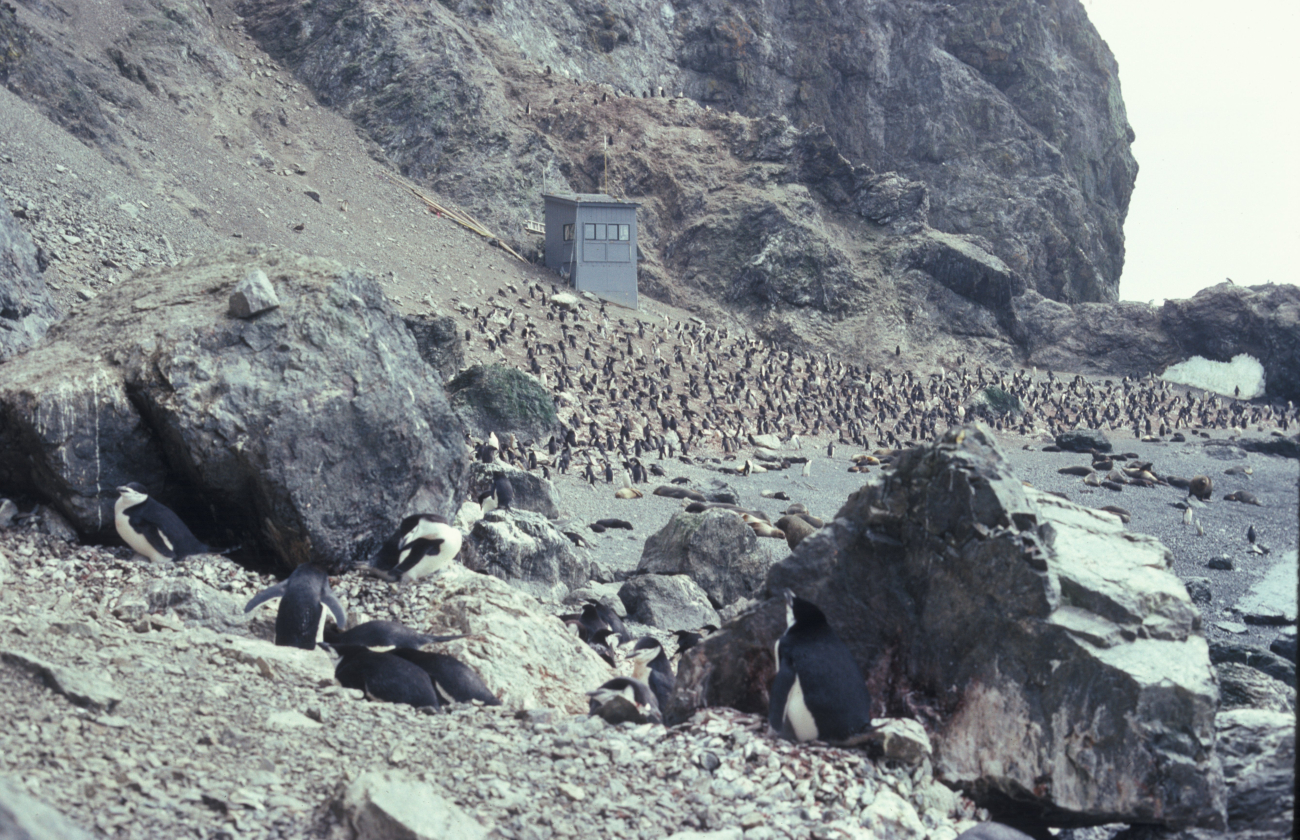 An observation shack at a chinstrap penguin colony on Seal Island