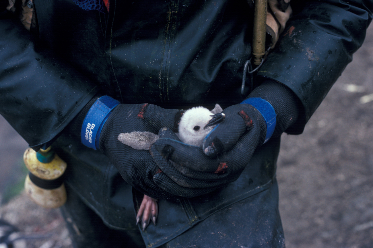 An AMLR biologist holds a penguin chick