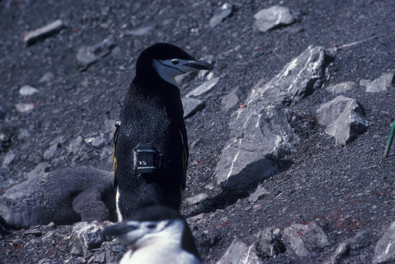 A chinstrap penguin sporting a telemetry tag