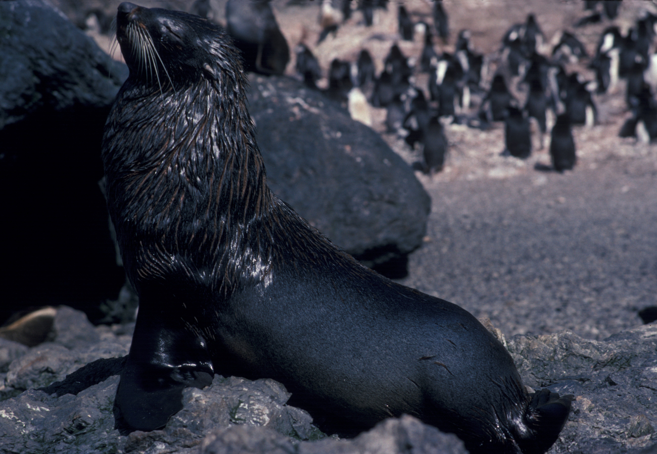 Antarctic fur seal and penguins, Seal Island, Antarctica