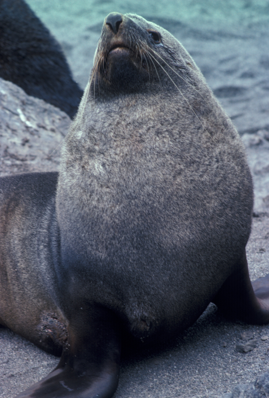Antarctic fur seal, South Shetland Islands