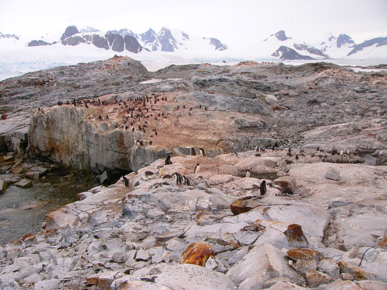 A gentoo penguin colony at Petermann Island, 2006