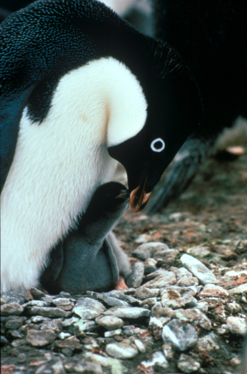 An Adelie penguin feeding its chick