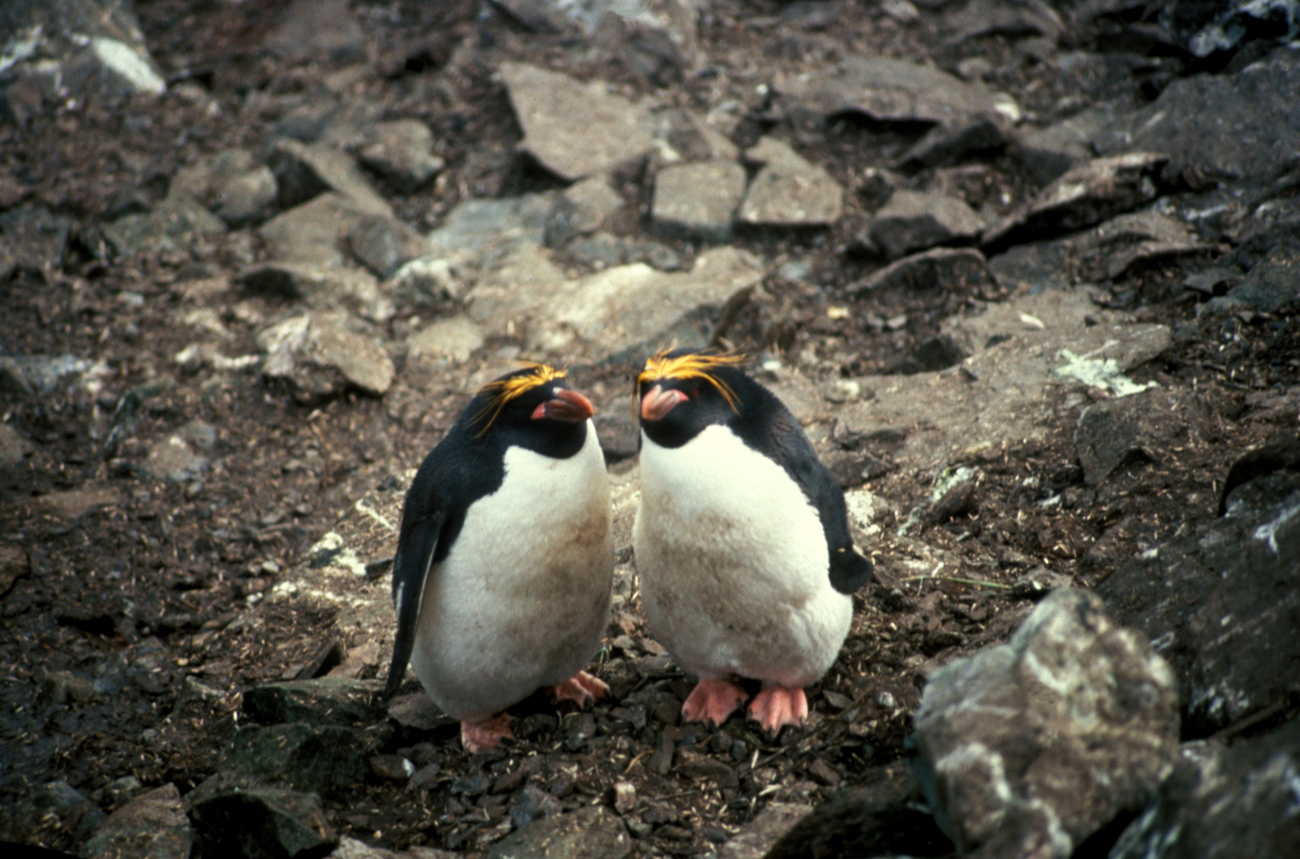 A pair of macaroni penguins, South Shetland Islands, Antarctica