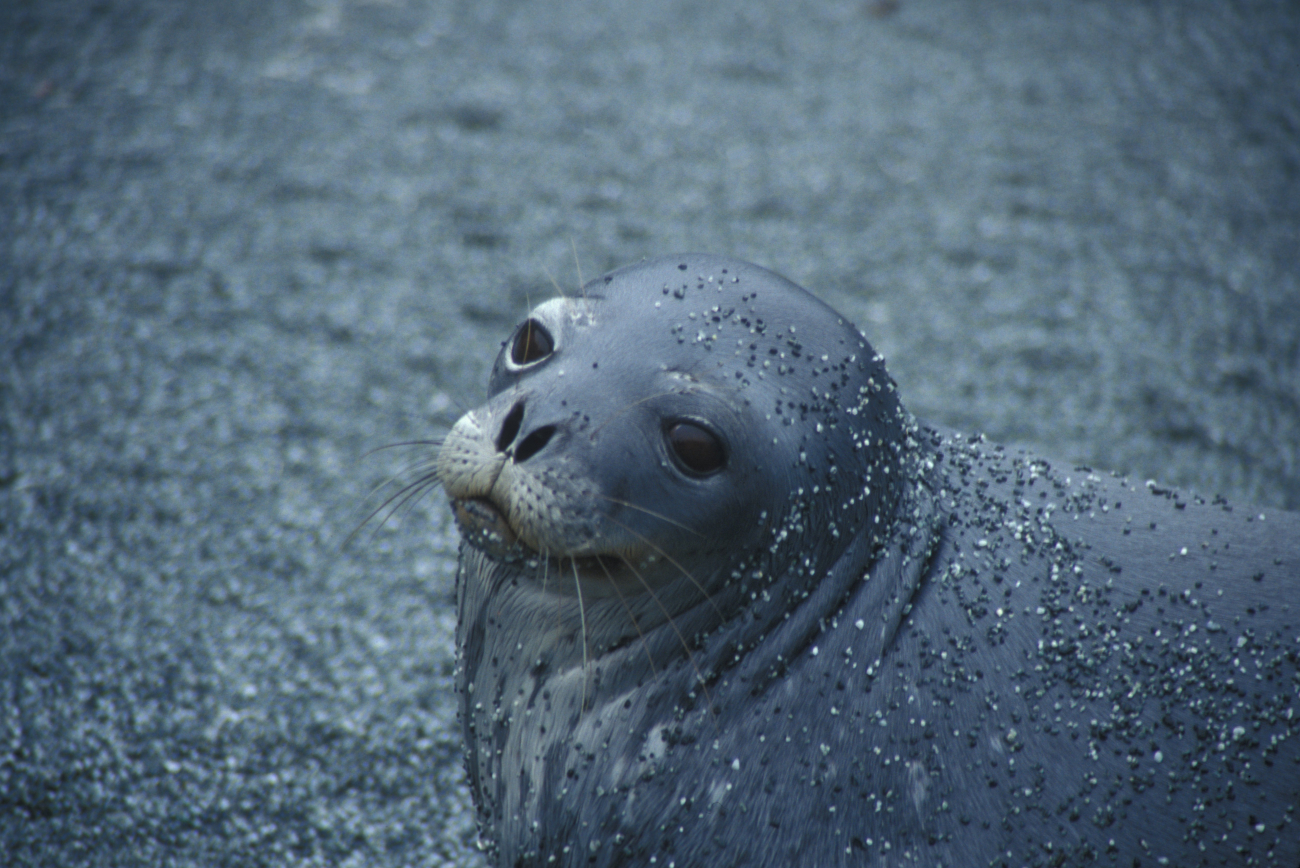 A Weddell seal 