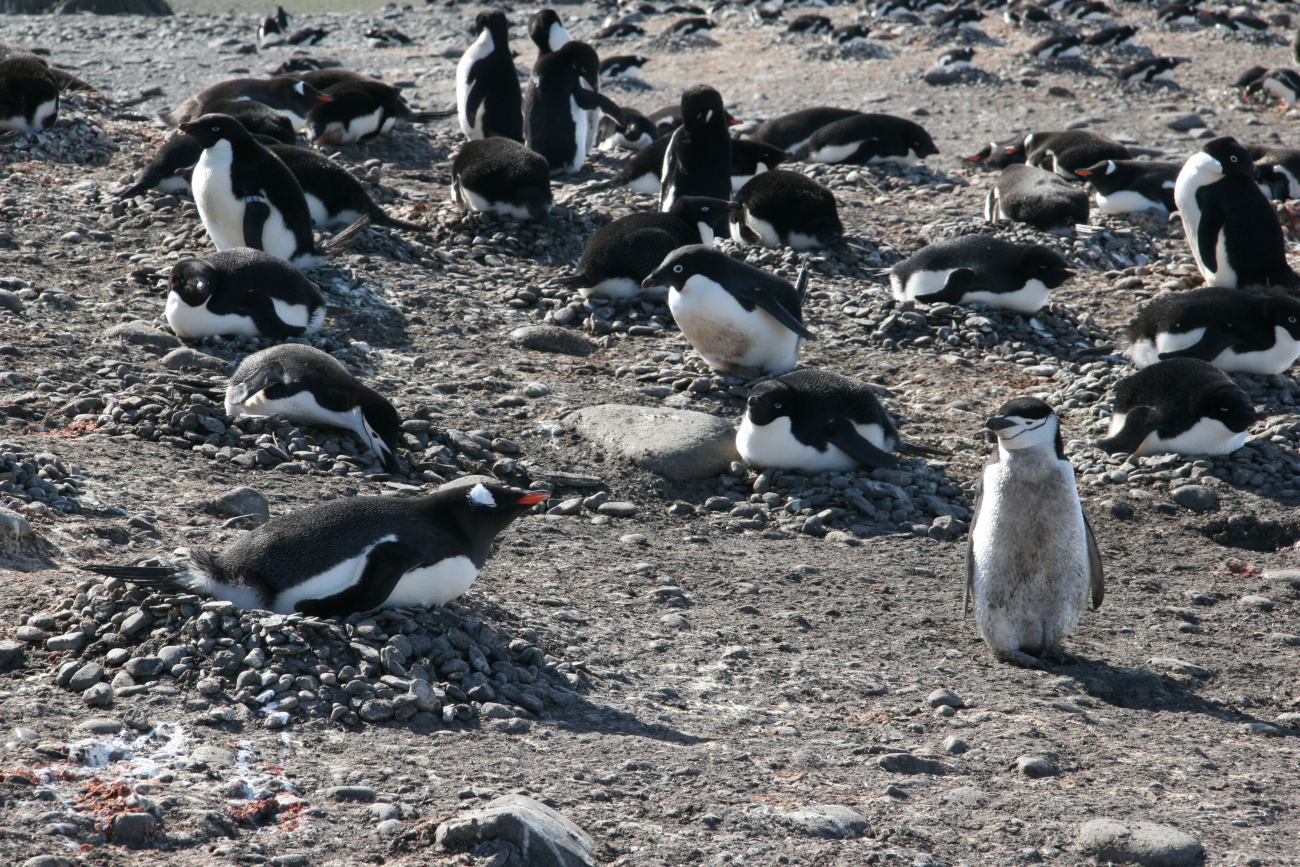 All three study species of penguins at the Copacabana field station onKing George Island