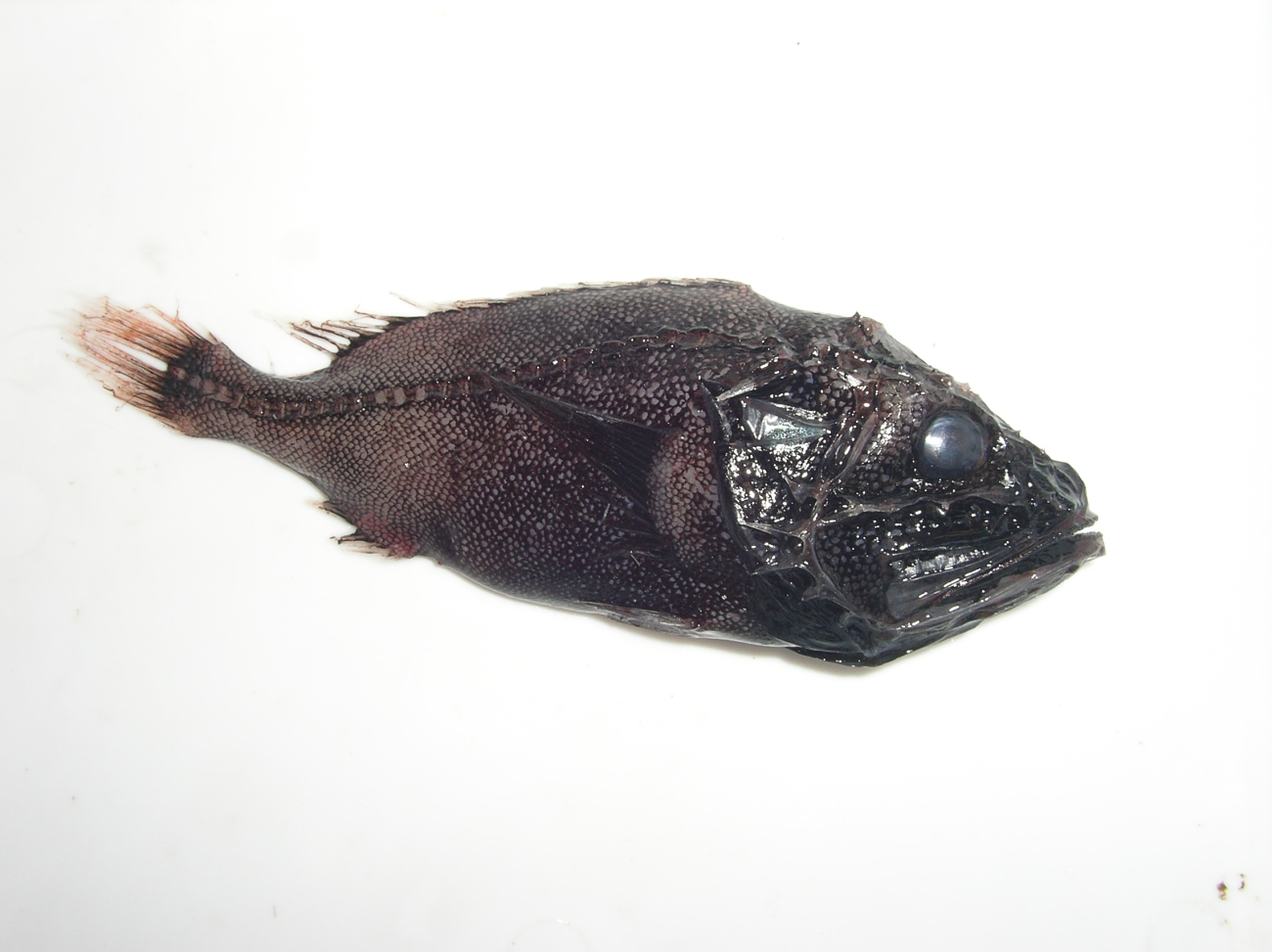 Unidentified deep sea fish